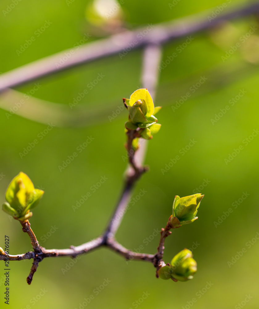 The leaves on the bud of the tree in spring The leaves on the bud of the tree in spring