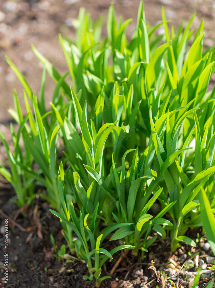 Green grass on nature in spring Green grass on nature in spring