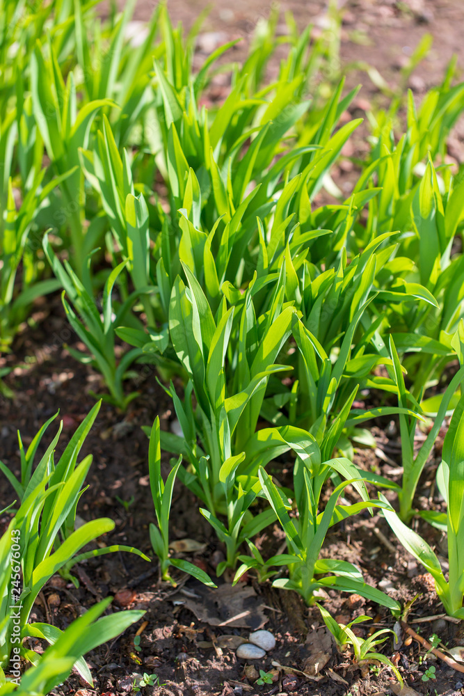 Green grass on nature in spring Green grass on nature in spring