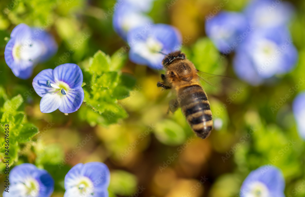 Fototapeta Pszczoła na małych błękitnych kwiatach na trawie