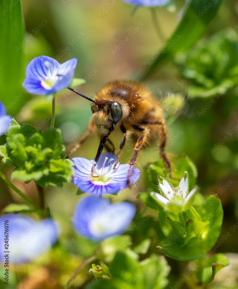 Bee on small blue flowers on the grass Bee on small blue flowers on the grass