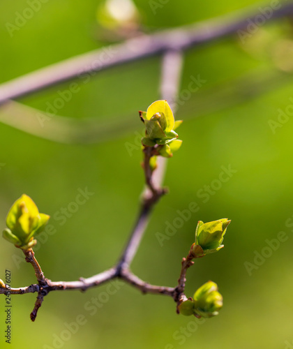 The leaves on the bud of the tree in spring