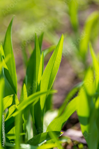 Green grass on nature in spring