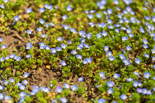 Little blue flowers on the grass in nature