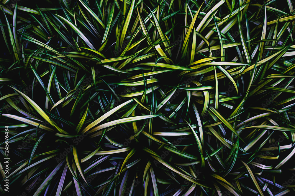 Fototapeta premium Green leaves background. Green leaves color tone dark in the morning. Tropical Plant,environment,photo concept nature and plant.