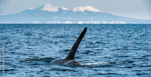 Orca or killer whale, Orcinus Orca, travelling in Sea of Okhotsk, Snow-covered mountains on the background.