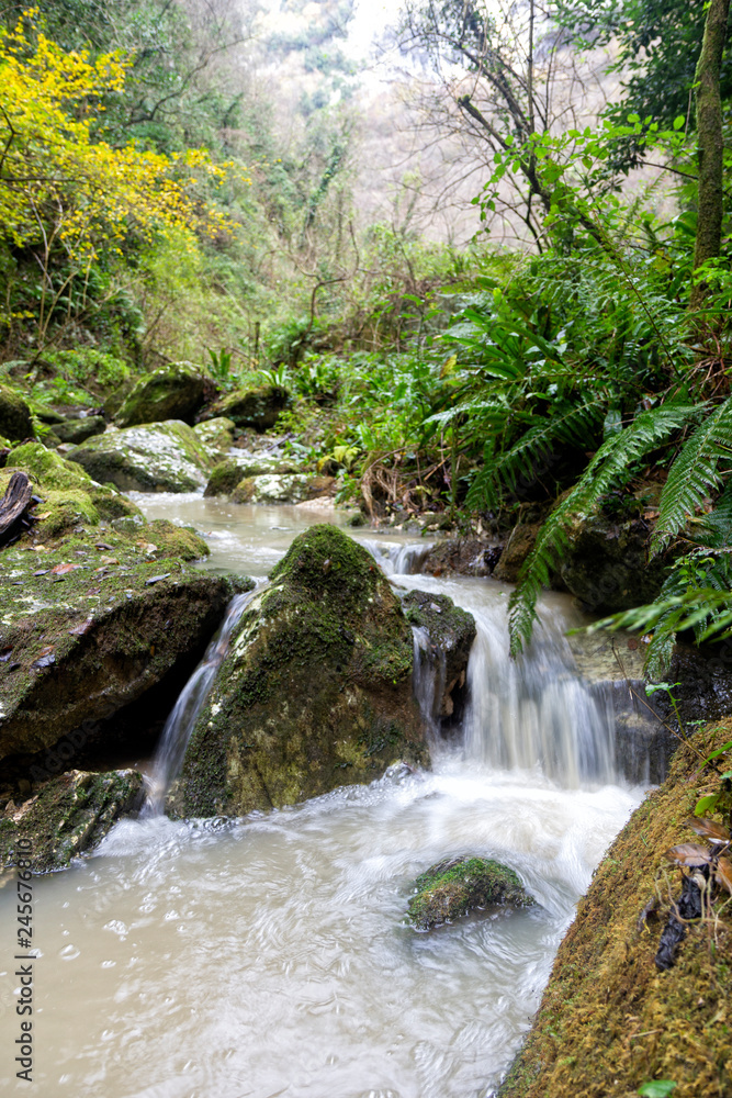 mountain gorge river with fern and winter plants