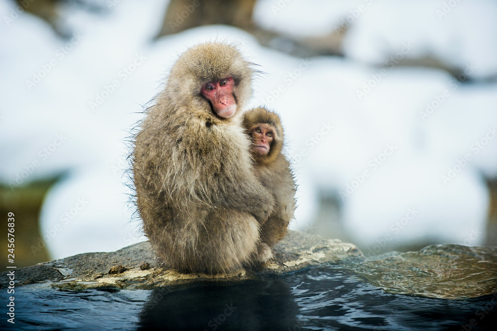 Naklejka premium Japanese macaque with a cub in cold winter weather. Jigokudani Park. Nagano Japan. The Japanese macaque ( Scientific name: Macaca fuscata), Snow monkey.