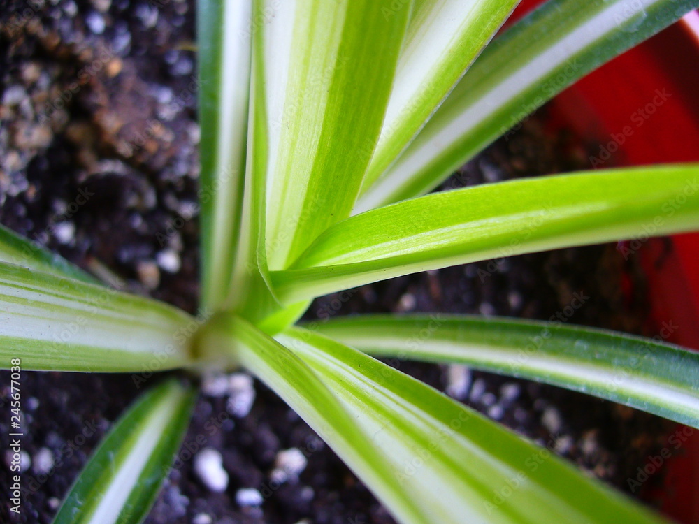 Obraz premium Grünlilie