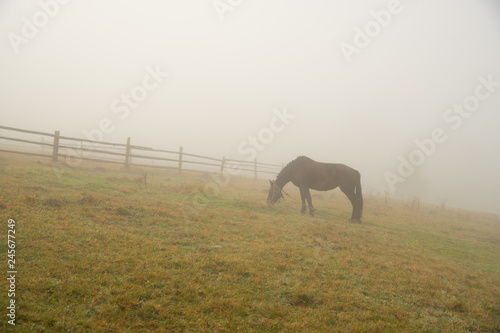 Black horse in fog, grazing on green field