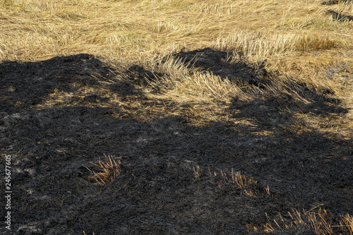 grass on the beach