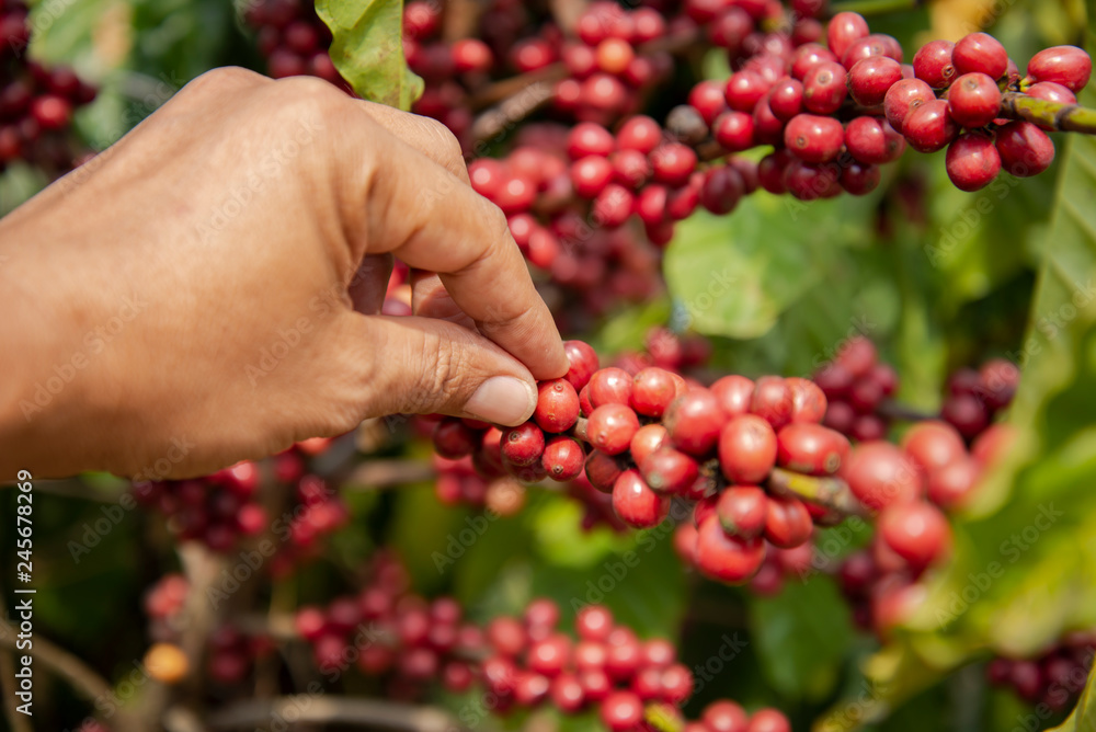 Hand picking coffee in the plant Hand picking coffee in the plant