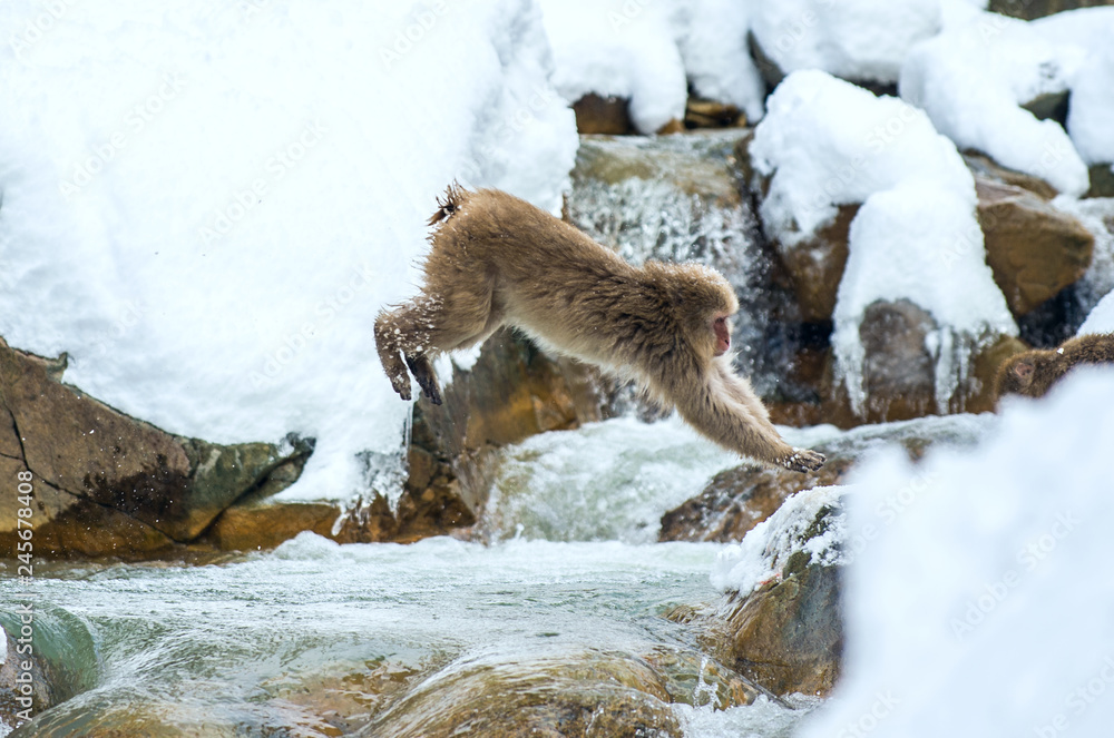 Fototapeta premium Japanese macaque in jump. Macaque jumps through a natural hot spring. Winter season. The Japanese macaque ( Scientific name: Macaca fuscata), also known as the snow monkey.