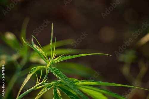 Marijuana in the plant