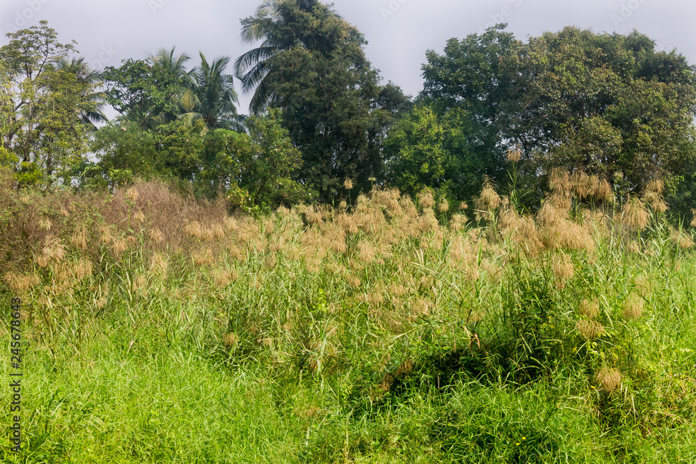 Forest green plants and trees nature ecology Forest green plants and trees nature ecology