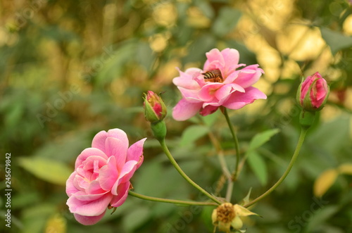 beautiful rose flower