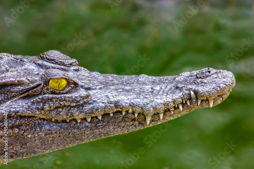 Ein Porträt von einem Krokodil in freier Wildbahn