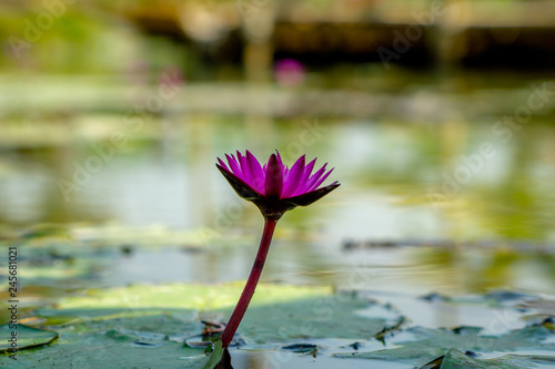 lotus in pond