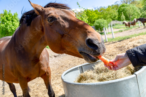 Fototapeta Naklejka Na Ścianę i Meble -  ein braunes Pferd (Trakehner) wird gefüttert