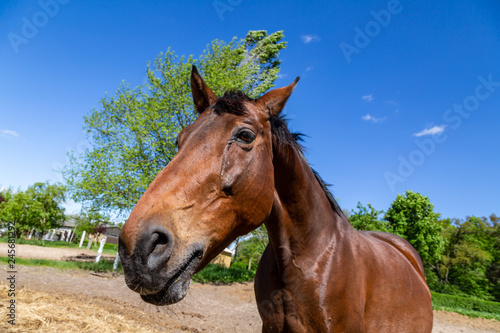 Fototapeta Naklejka Na Ścianę i Meble -  ein braunes Pferd (Trakehner) wird gefüttert