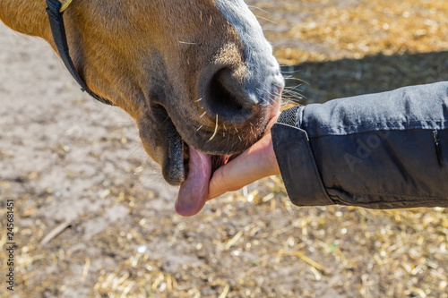 Fototapeta Naklejka Na Ścianę i Meble -  das Maul von einem Pferd in der Nahaufnahme