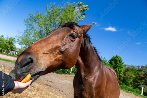 Fototapeta Naklejka Na Ścianę i Meble -  ein braunes Pferd (Trakehner) wird gefüttert