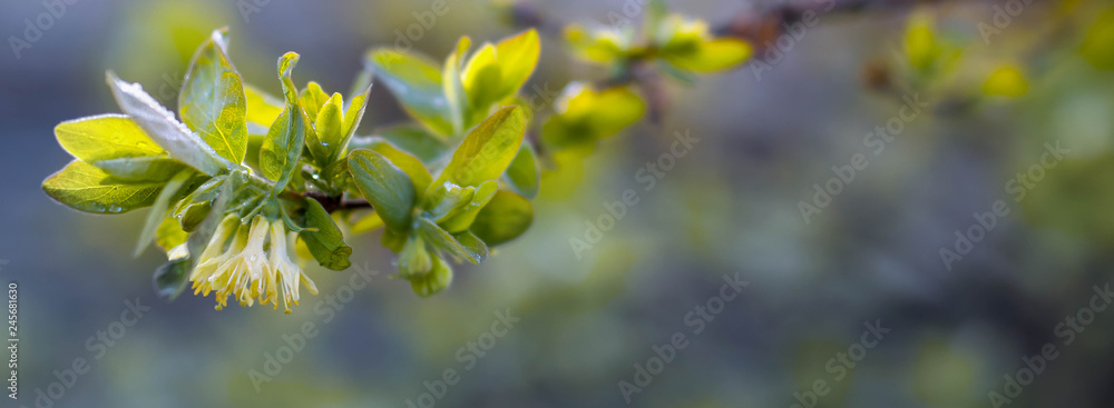 spring yellow-green flowers of honeysuckle in the dawn gentle sun, banner spring yellow-green flowers of honeysuckle in the dawn gentle sun, banner