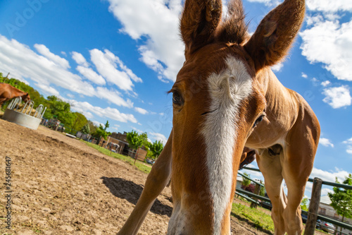 Fototapeta Naklejka Na Ścianę i Meble -  ein junges neugieriges Fohlen auf einer Weide