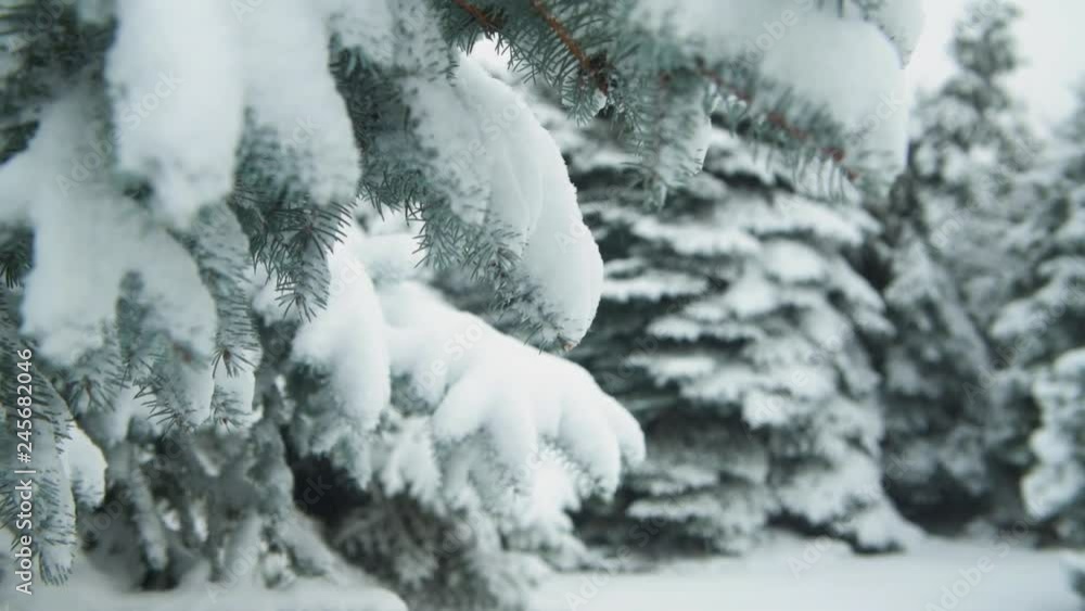 Winter season. Snowy fir trees are in snowstorm. Winter season. Snowy fir trees are in snowstorm.