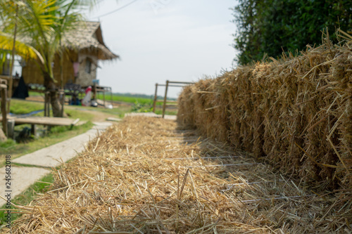 hay bales in the field