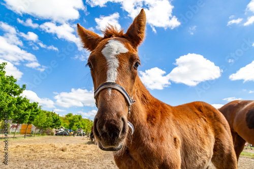 Fototapeta Naklejka Na Ścianę i Meble -  ein junges neugieriges Fohlen auf einer Weide