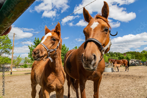 Fototapeta Naklejka Na Ścianę i Meble -  ein niedliches Fohlen und eine Stute im Sommer auf einer Weide