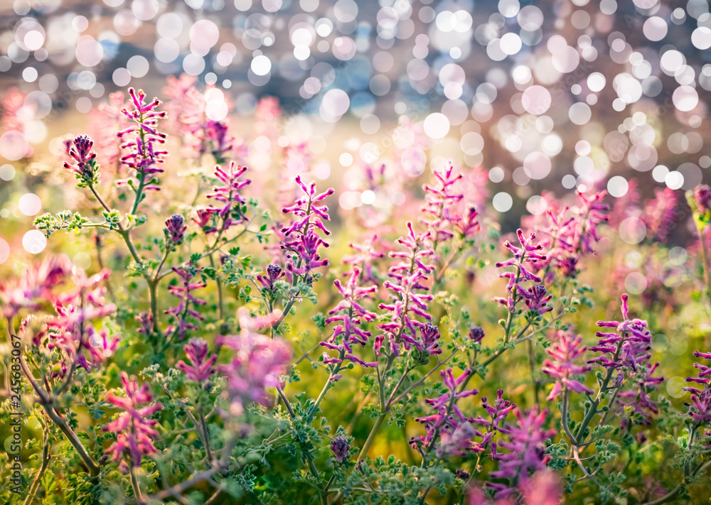 Obraz premium Sring nature background with green grass, flowers and bokeh
