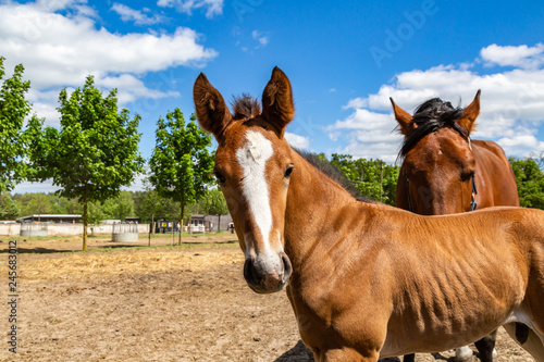 Fototapeta Naklejka Na Ścianę i Meble -  ein niedliches Fohlen und eine Stute im Sommer auf einer Weide