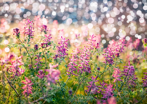 Sring nature background with green grass  flowers and bokeh