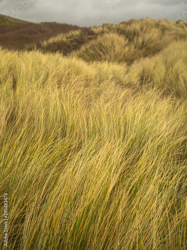 sand dune grass backgrounds at Saunton beach in North Devon