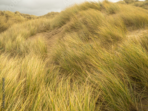 sand dune grass backgrounds at Saunton beach in North Devon photo