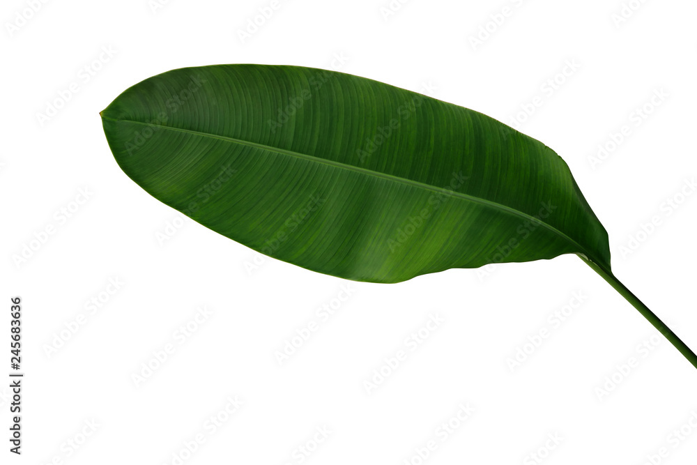 Obraz premium Banana like green leaf of Heliconia or Strelitzia tropical forest plant isolated on white background, clipping path included.