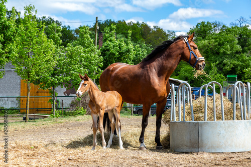 Fototapeta Naklejka Na Ścianę i Meble -  ein niedliches Fohlen und eine Stute auf einer Weide