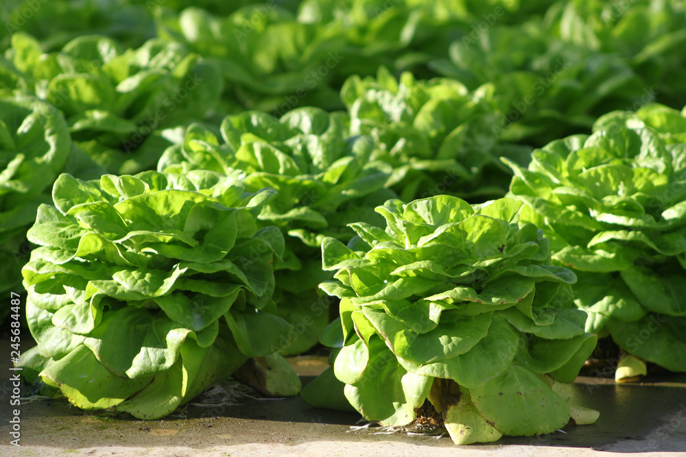 Lettuce Lettuce