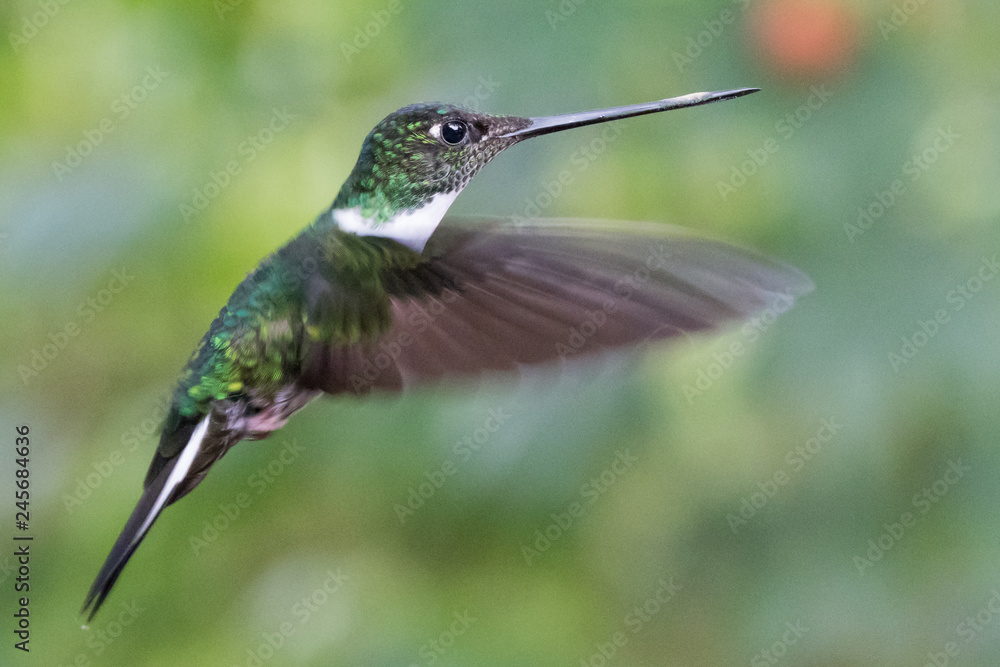 Hummingbird Flying Hummingbird Flying
