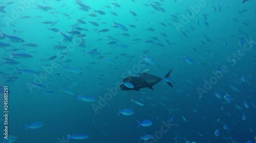 vielstreifen Füsilier und Dickkopf-Stachelmakrele schwimmen im Meer photo