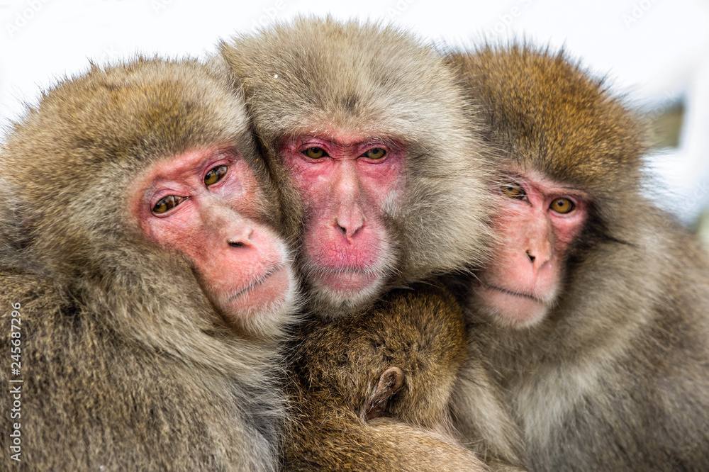 Japanese macaques family warming themselves against in cold winter weather. The Japanese macaque ( Scientific name: Macaca fuscata), also known as the snow monkey. Japanese macaques family warming themselves against in cold winter weather. The Japanese macaque ( Scientific name: Macaca fuscata), also known as the snow monkey.