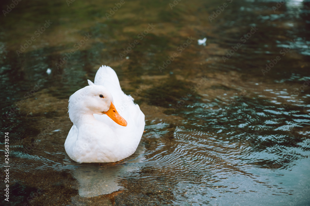 white ducks swimming straight in the river of Thailand.