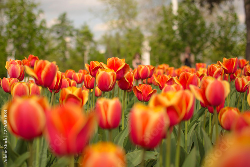 orange tulip on background blur