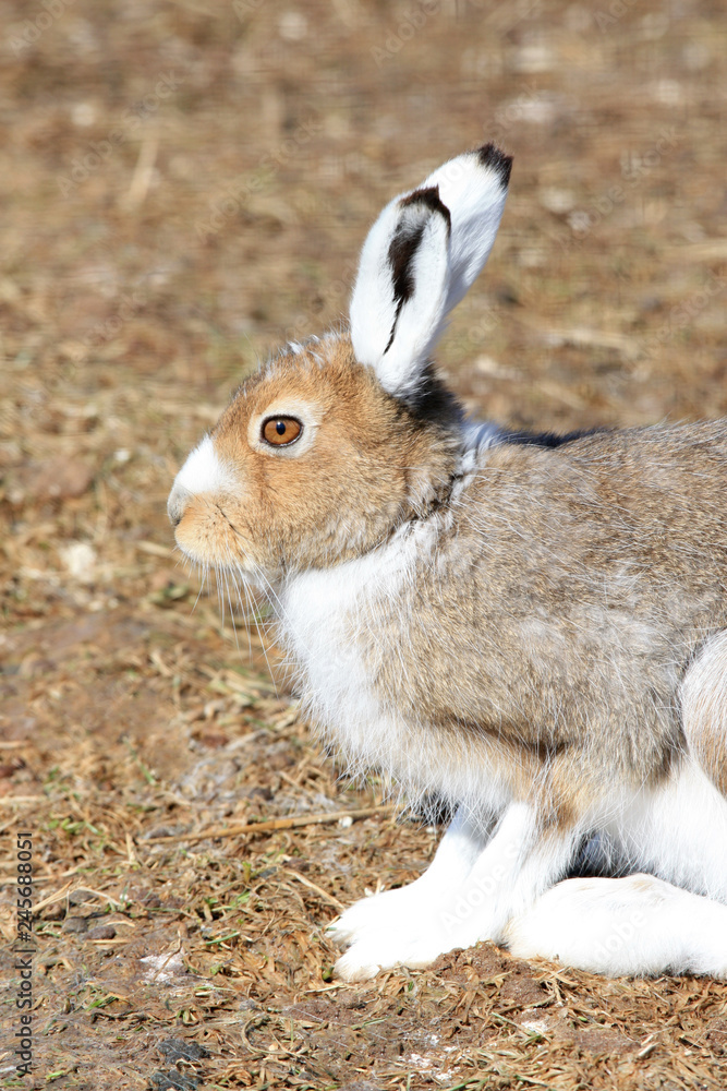 Fototapeta premium Close up of a hare sitting on the ground
