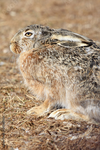 Close up of a hare sitting on the ground