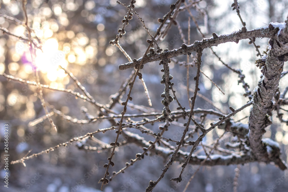 Sun in winter forest Sun in winter forest