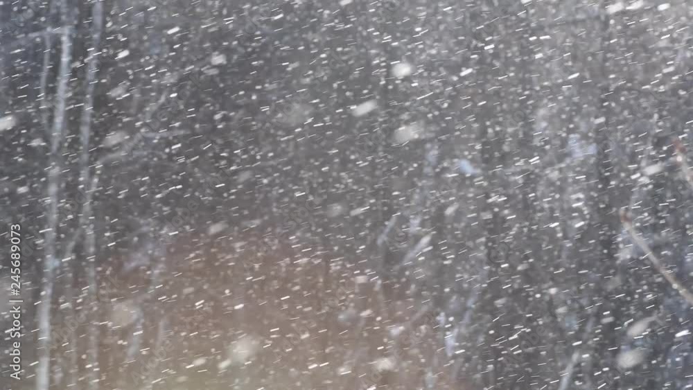 冬の森に降る雪 / 冬の北海道 リゾートのイメージ 冬の森に降る雪 / 冬の北海道 リゾートのイメージ