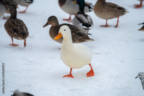 Wild duck mallard white rare mutant winter genetic mutation color 